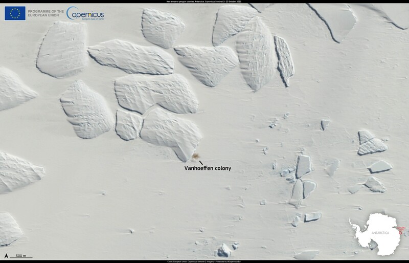 A Copernicus Sentinel-2 image of Antarctic fast ice, with the brown guano stain of the Vanhoeffen colony visible from orbit even though the individual emperor penguins are far too small to resolve
