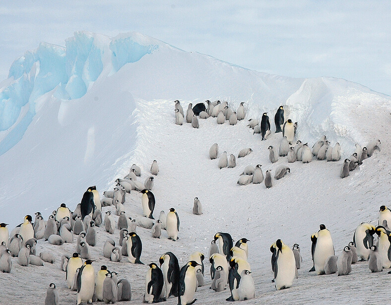 An emperor penguin colony of adults and chicks packed onto the ice at Snow Hill Island
