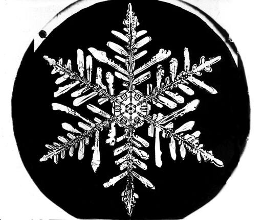A classic six-pointed stellar dendrite, the branching star form that made Bentley's reputation, bright against the black background he produced by hand