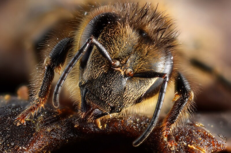 A honey bee photographed head-on at high magnification; the head is about 4 mm across