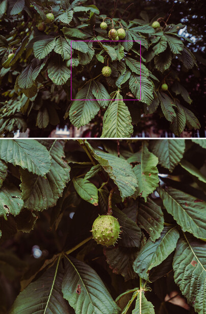 Wet chestnut leaves and spiky seed pods on dark branches after rain