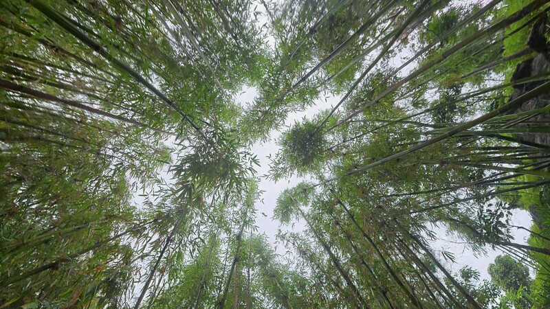Upward perspective of a dense bamboo forest canopy with tall stalks converging overhead