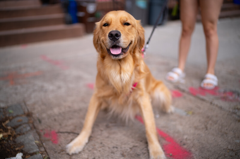 Dog sitting on the sidewalk