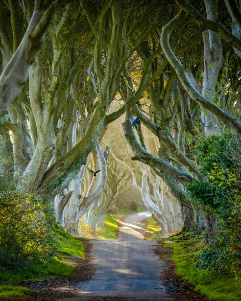 Tree-lined country road with dramatic natural tunnel of gnarled beech trees creating dappled light