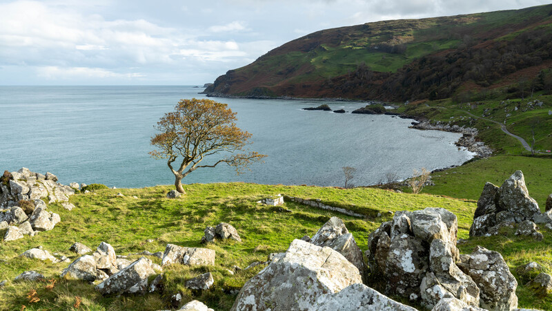 Solitary windswept tree overlooking a turquoise coastal bay with green hillsides and rocky outcrops