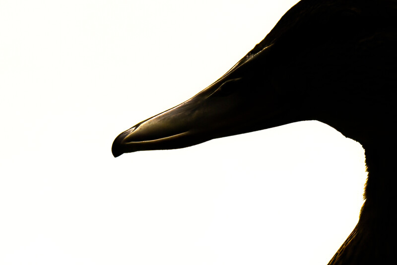 Silhouetted profile of a bird's head and neck against bright background