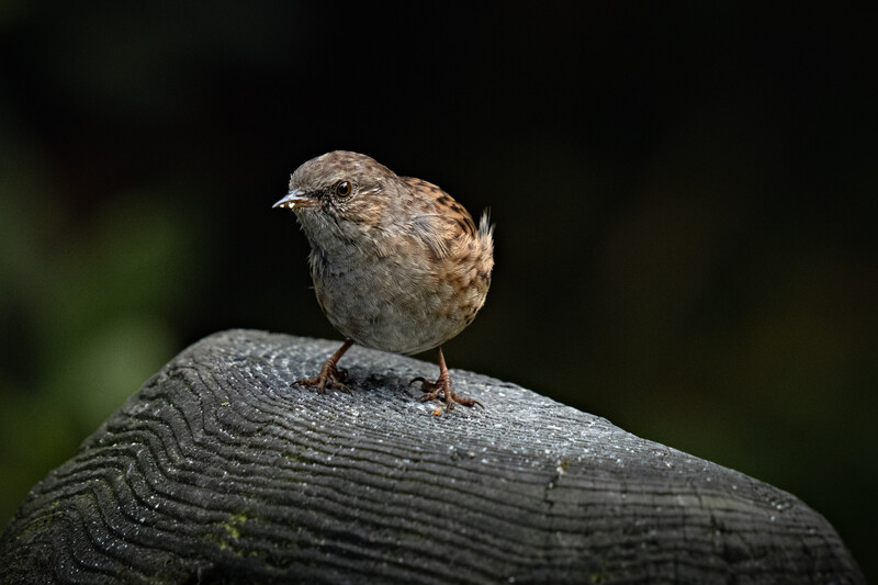 Small brown songbird perched on weathered wooden log against dark background