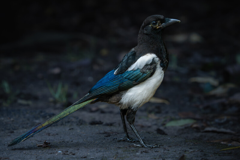 Black and white jay with blue wing feathers perched on dark ground