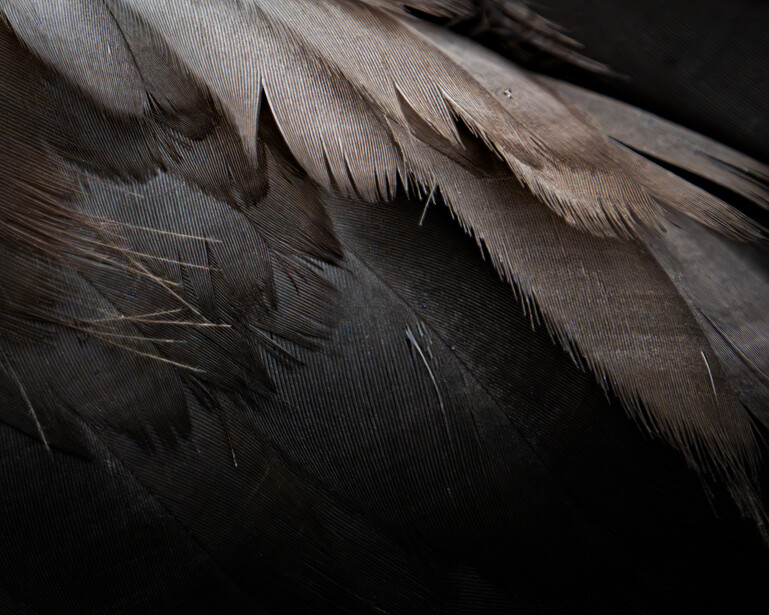 Close-up of layered feathers with gradient from dark charcoal to light tan