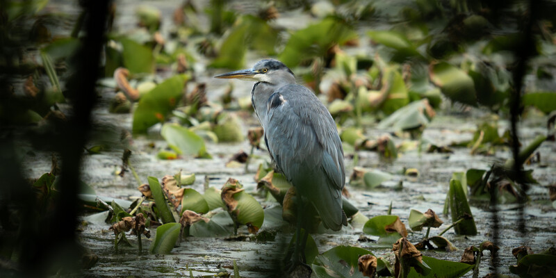 Gray heron standing in shallow water among lily pads and aquatic vegetation