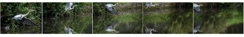 Great Blue Heron in flight sequence over calm water with green reflection
