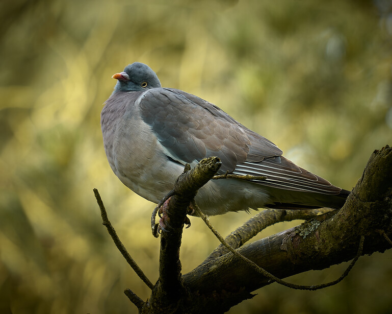 Gray pigeon with iridescent blue-green head perched on lichen-covered branch