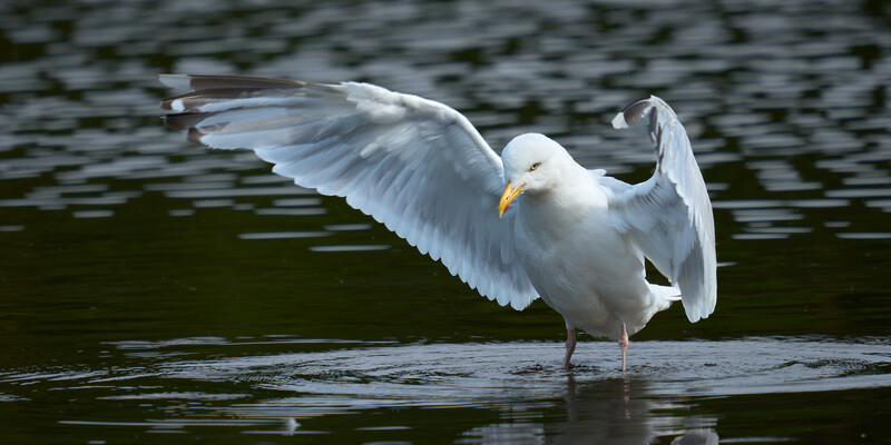 White gull with wings spread displaying feathers while standing in shallow water