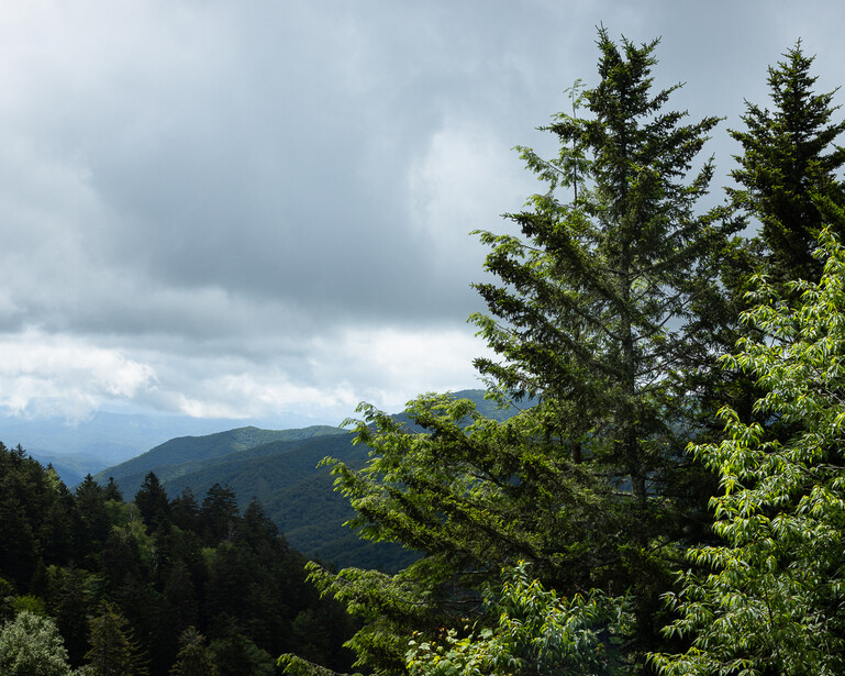Photo of evergreen trees with mountains in the background