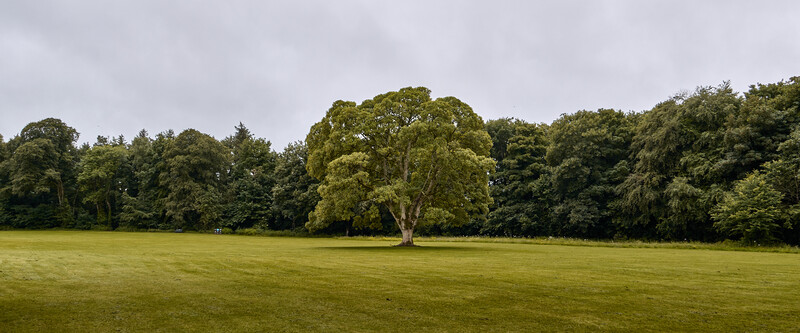 Solitary mature tree standing in an expansive open meadow with dense woodland backdrop