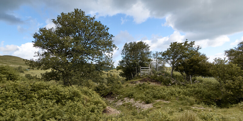 Rural hillside landscape with mature oak trees and overgrown vegetation beneath dramatic clouds