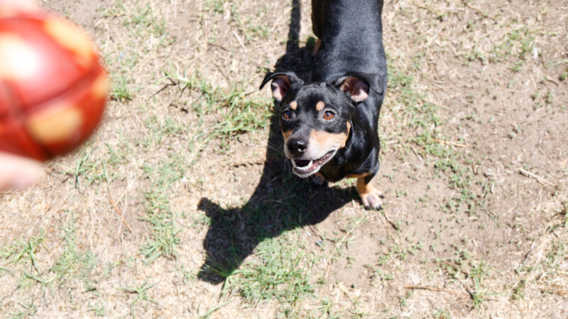 Black and tan dog looking up at camera from above on dirt ground with toy ball in foreground