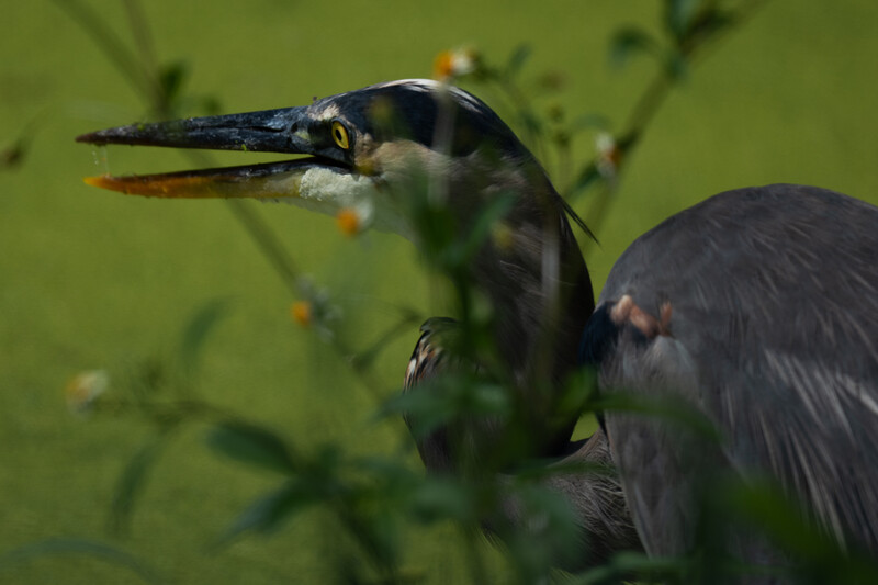 Great blue heron in profile against green water with aquatic vegetation