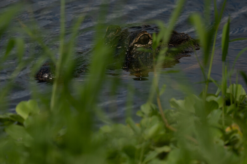Crocodile's head partially submerged in water among marsh grasses