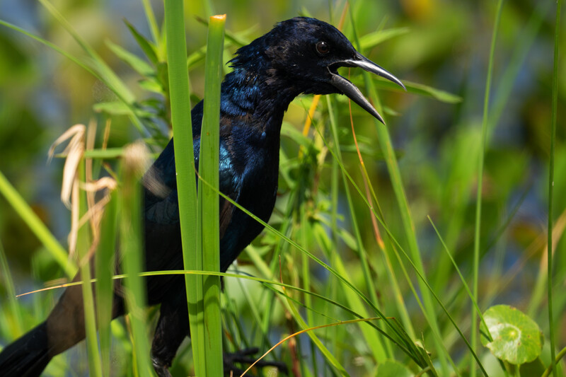 Dark blue-black wading bird with long pointed bill perched among green marsh grasses