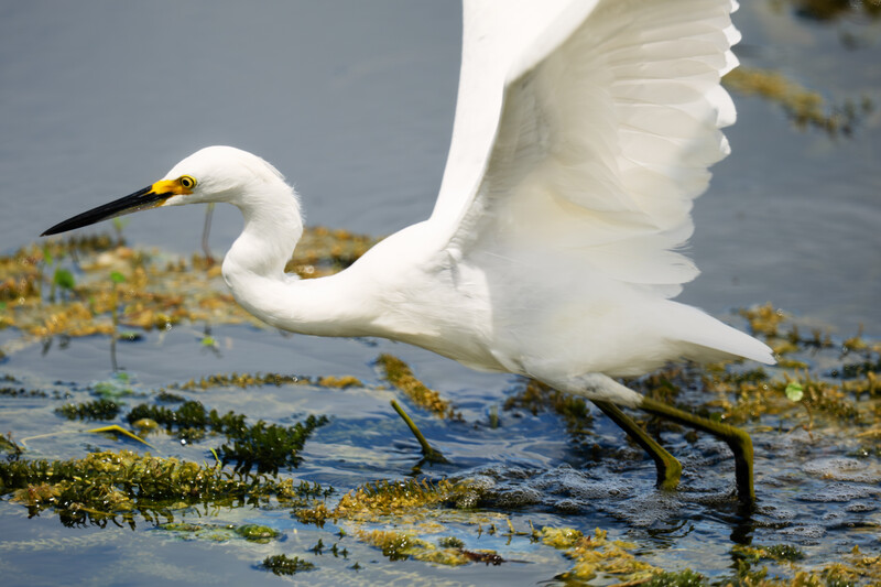 White egret in shallow water with seaweed, captured mid-stride with wings extended