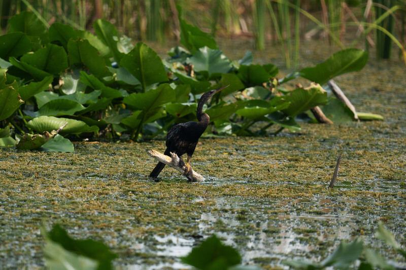 Small black bird wading through shallow water among aquatic plants