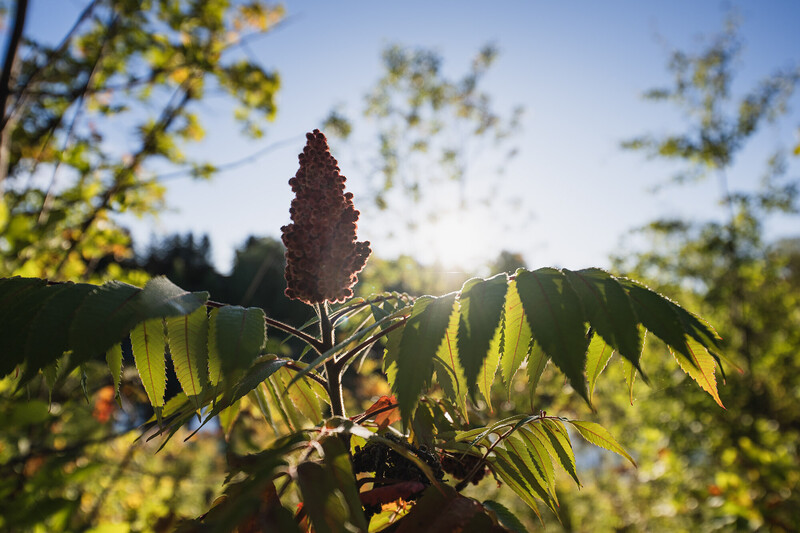 Dark red sumac flower cluster backlit by sunlight through yellow-green compound leaves