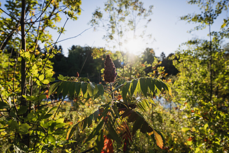 Backlit foliage with warm sunlight filtering through green leaves and branches