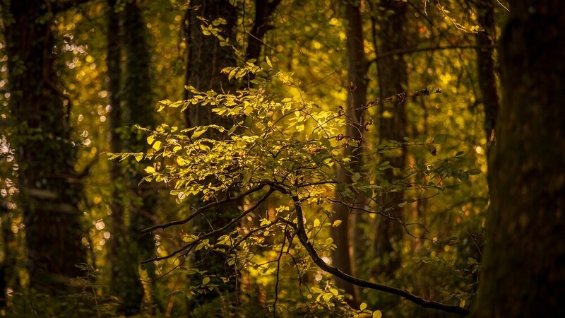 Young tree branch with golden foliage backlit among darker forest canopy