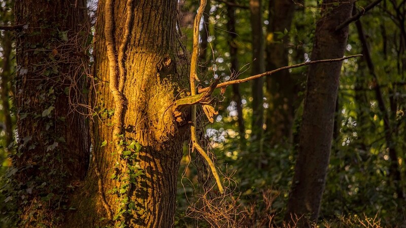 Golden dragonfly perched on lichen-covered tree trunk in dappled forest light