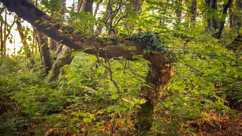 Gnarled tree branch with dense green foliage in dappled woodland light