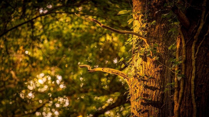 Gnarled tree trunk illuminated by warm golden light with bokeh foliage in soft focus background