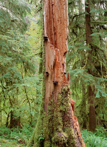 Tall redwood tree trunk with moss and lichen growth, surrounded by dense green forest foliage.