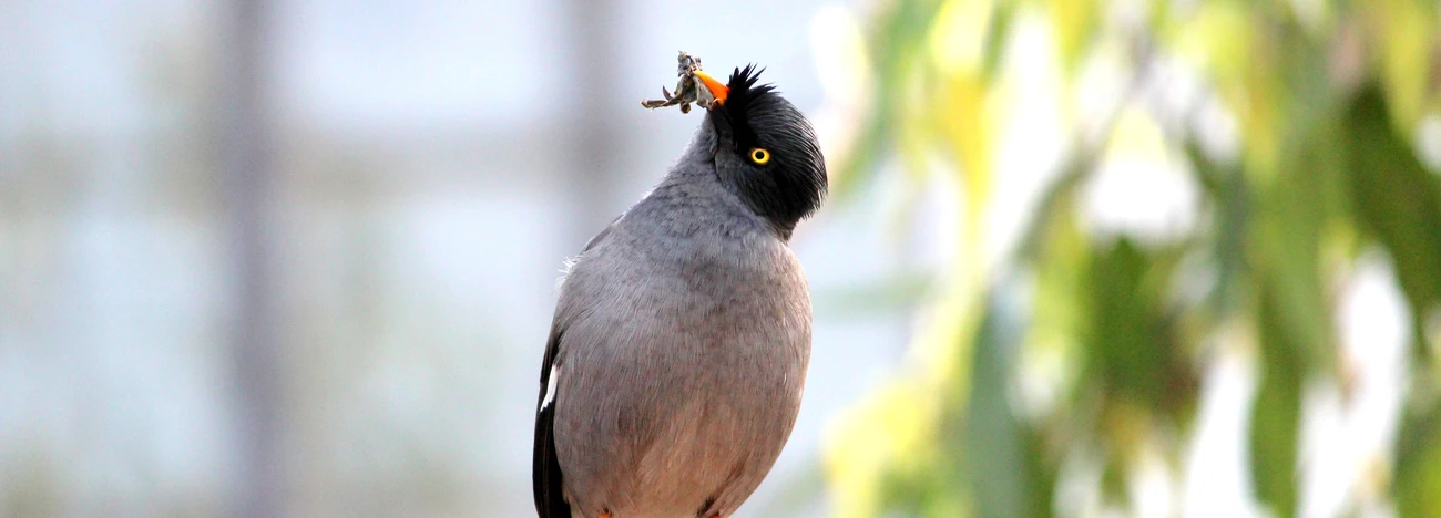 Birds