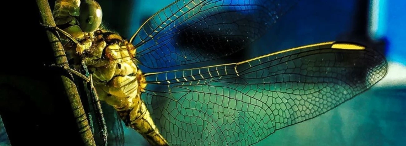 Insects 