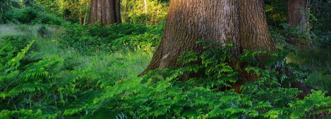 Woodland photography international