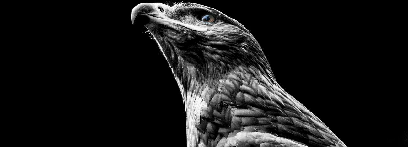 BirdLife Photography