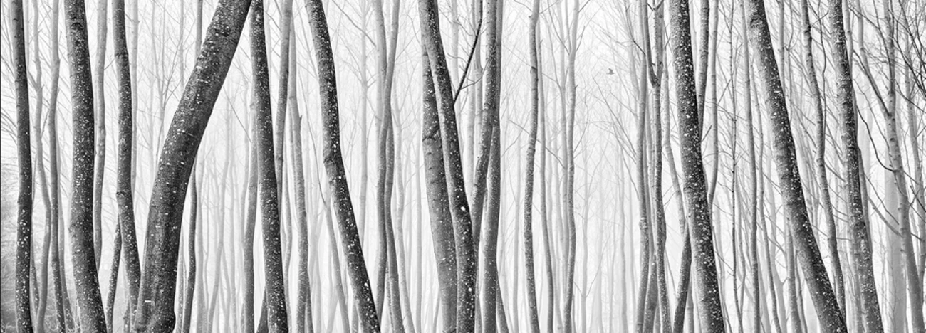 Landscape and fine art rating group
