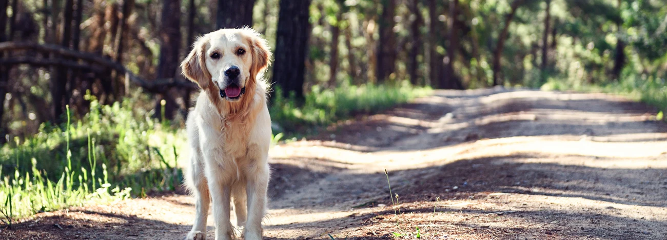 Dog Photography