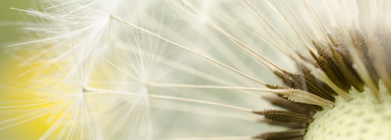Macro