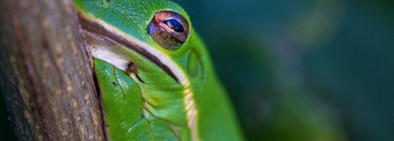 Macro