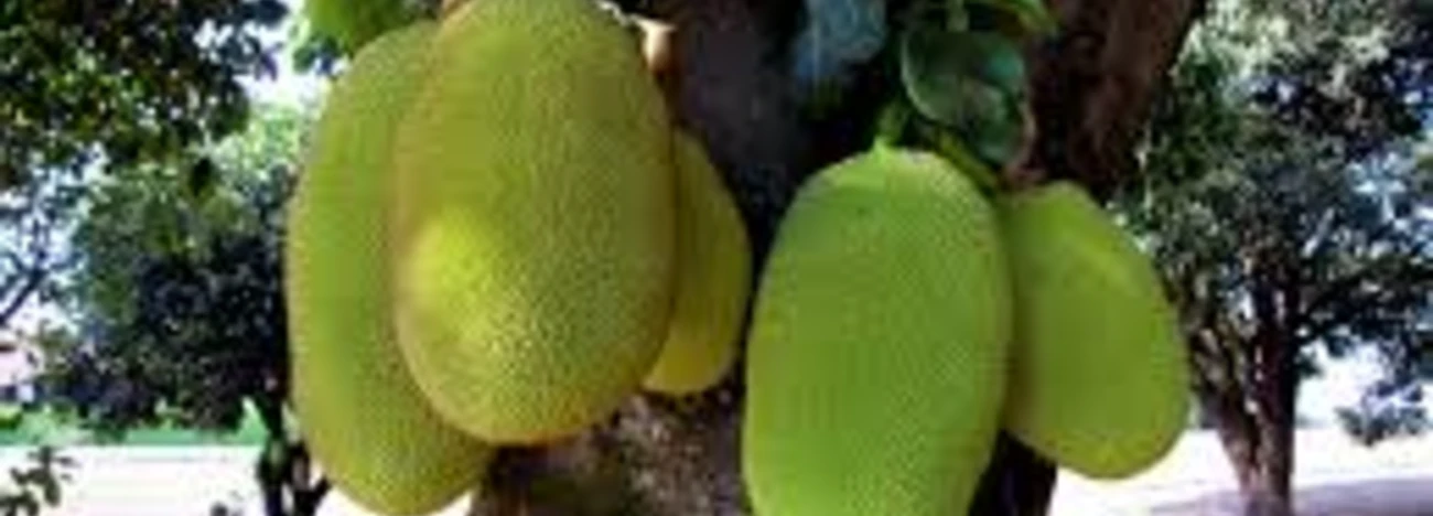 Fruits photography