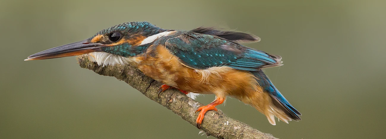 BirdPhotography