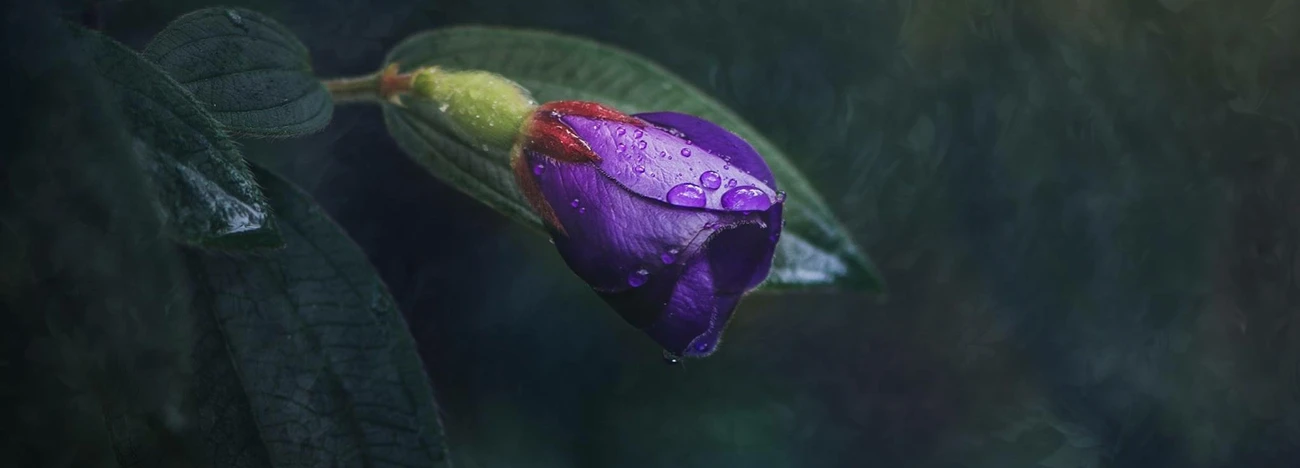 Moody flowers