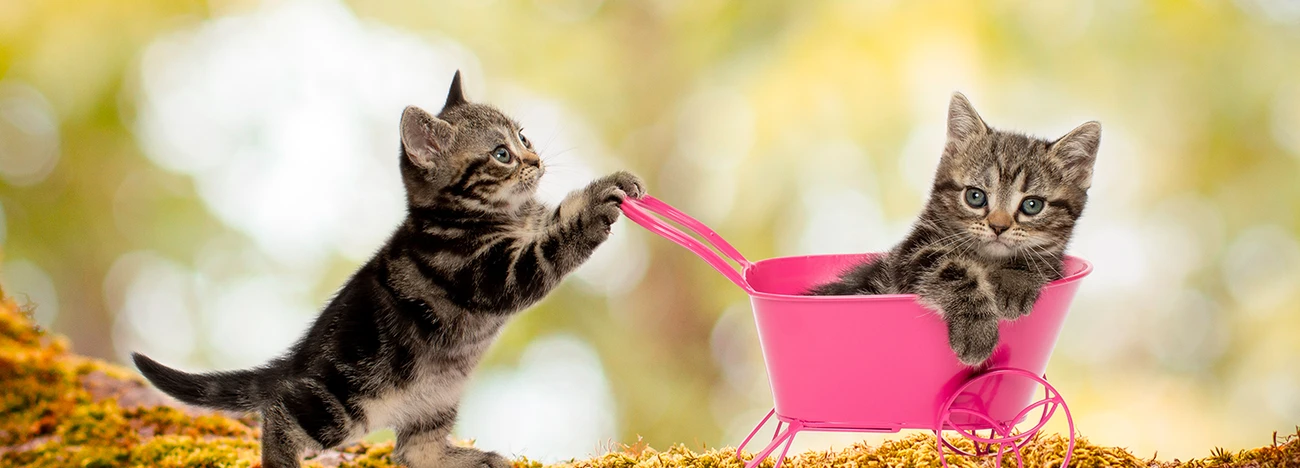 Pet Photography