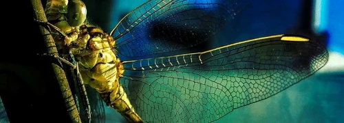 Insects 