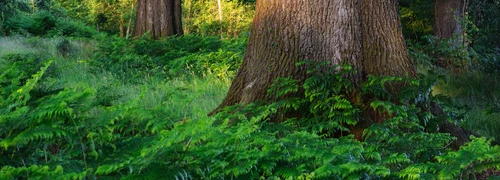 Woodland photography international