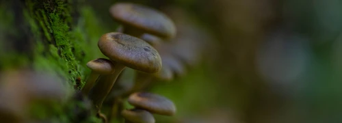macro photography