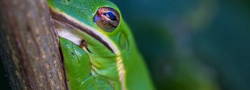 Macro