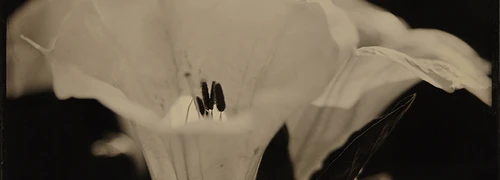 Tintypes, ambrotypes and wet plate
